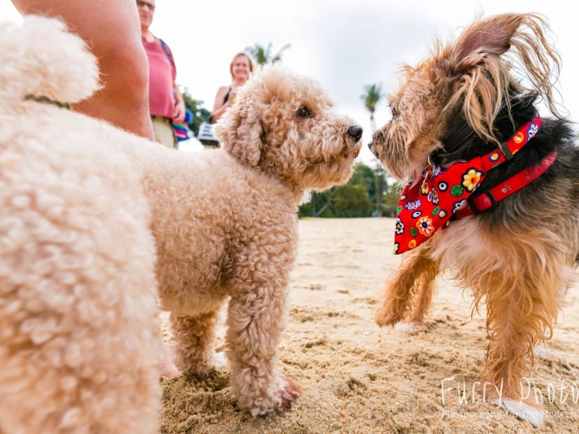 Singapore Dog Festival returns on Feb 15 and 16 in Sentosa Singapore Dog Festival returns on Feb 15 and 16 in Sentosa