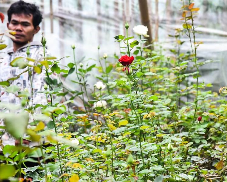 Indonesian community harnesses ‘flower power’ to educate underprivileged children