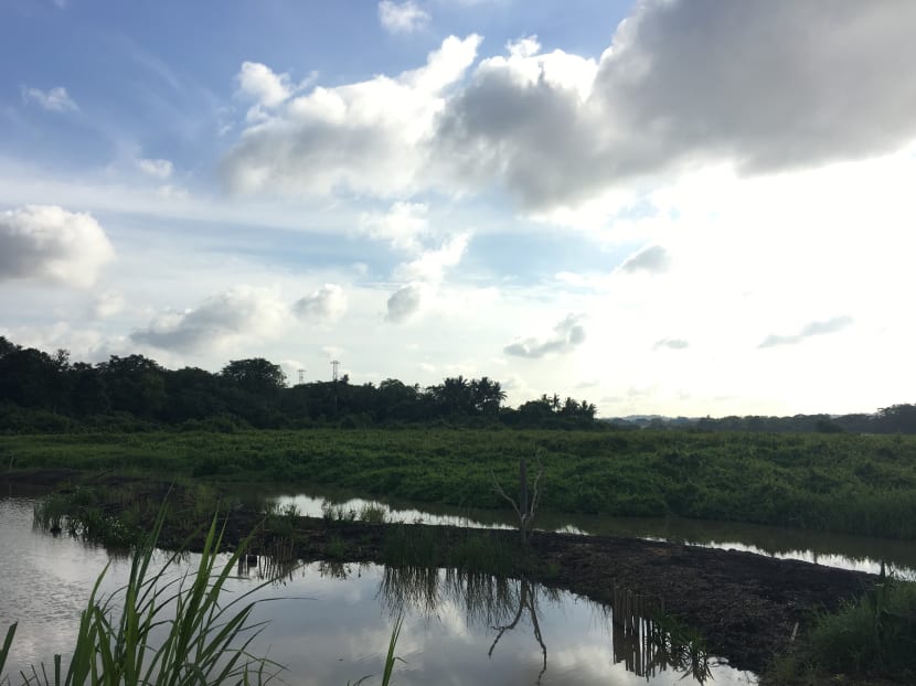 Rich biodiversity on offer as Kranji Marshes open Rich biodiversity on offer as Kranji Marshes open