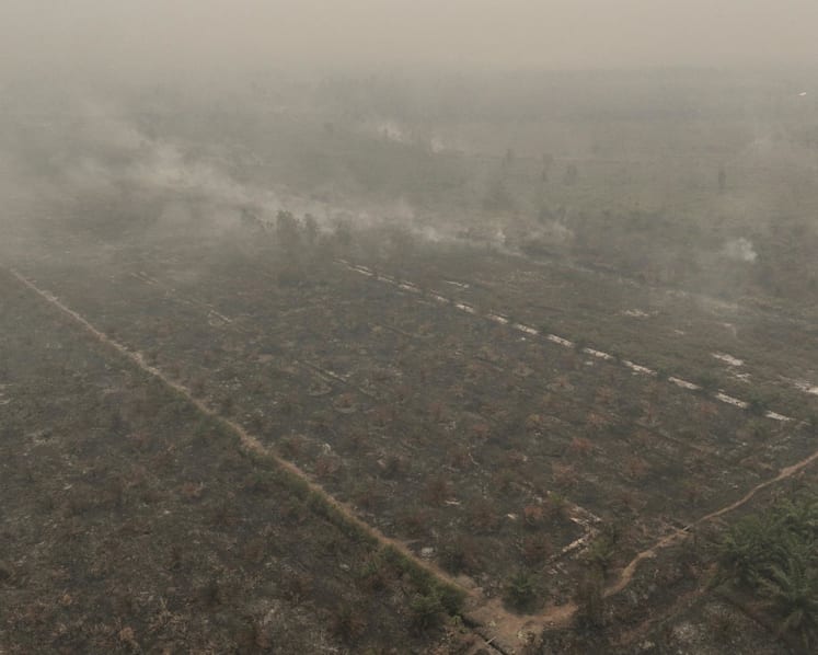 Malaysia's palm oil industry steps up fire prevention efforts as 'Godzilla' El Nino fuels haze woes Malaysia's palm oil industry steps up fire prevention efforts as 'Godzilla' El Nino fuels haze woes
