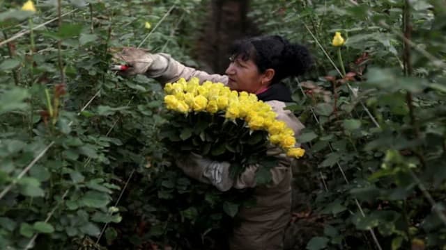 受美国关税冲击 哥伦比亚鲜花价格看涨