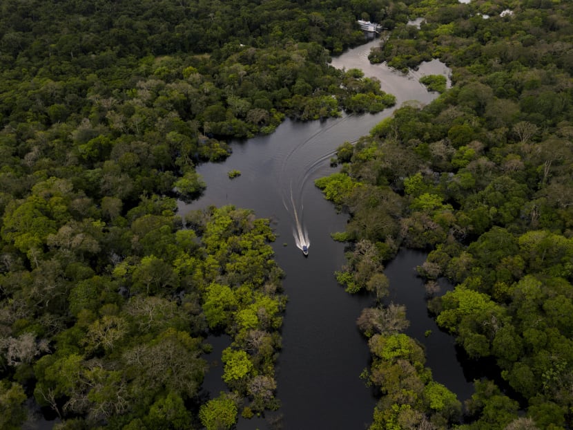 Studies indicate the rainforest is near a "tipping point," at which it will dry up and turn to savannah, its 390 billion trees dying off en masse. Studies indicate the rainforest is near a "tipping point," at which it will dry up and turn to savannah, its 390 billion trees dying off en masse.