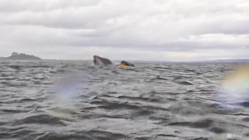Humpback whale briefly swallows kayaker in Chilean Patagonia Humpback whale briefly swallows kayaker in Chilean Patagonia