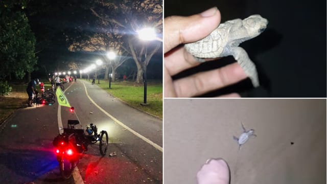 理解问答：公众联手助海龟宝宝回归大海