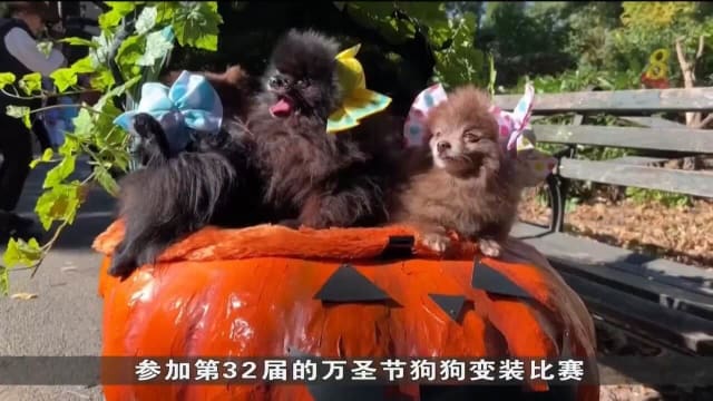 美国举办万圣节变装比赛 狗儿与主人参与精心装扮