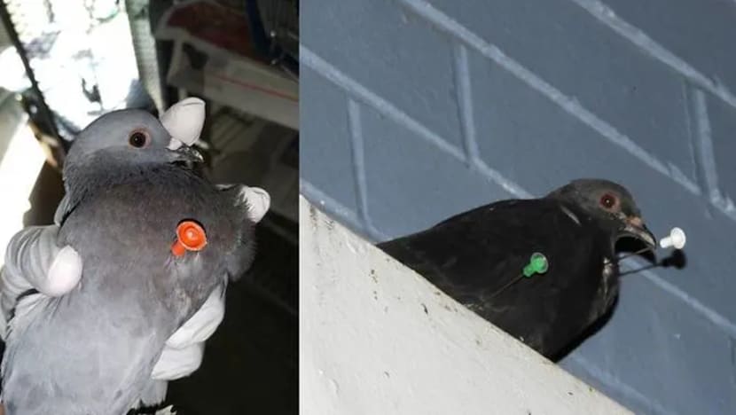 ACRES: Damak sumpitan ditemui pada badan 2 burung merpati di Jurong West