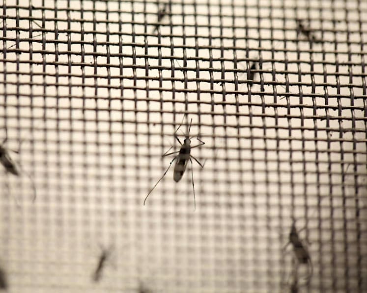 4 dengue deaths in past month: MOH, NEA