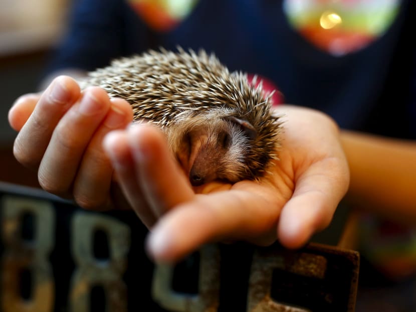 Gallery: Japanese line up to cuddle hedgehogs - carefully