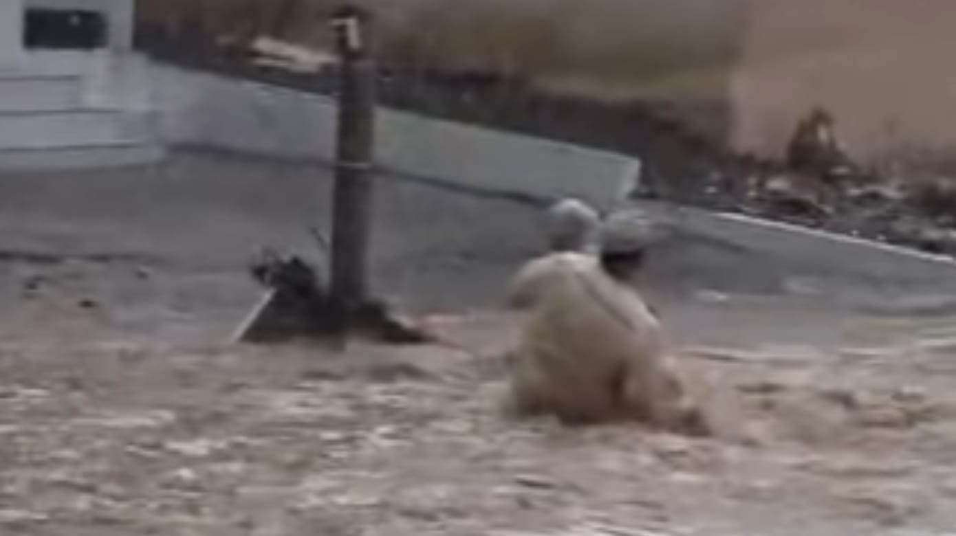 小猫险被洪水冲走 男子跑入洪流“英雄救猫”