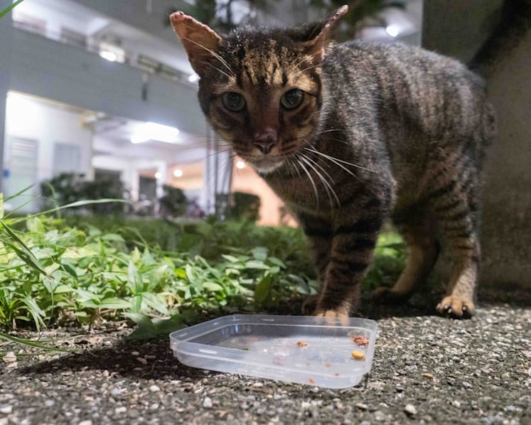 'Not an easy job': Community cat feeders say they also pay for sterilisation, medical care of abandoned strays