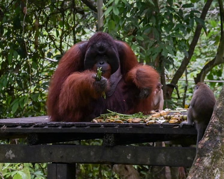 'People could get hurt': Conservationists decry AI wildlife visuals