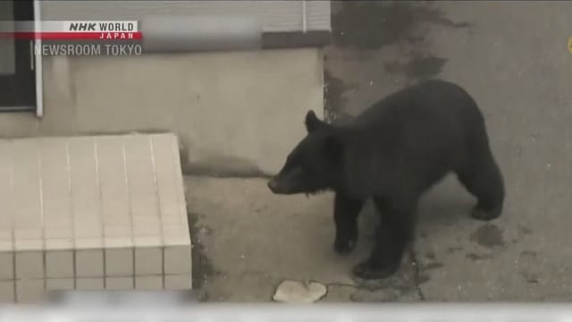 日本熊袭击事件创新高 首相拟增加预算应对熊害