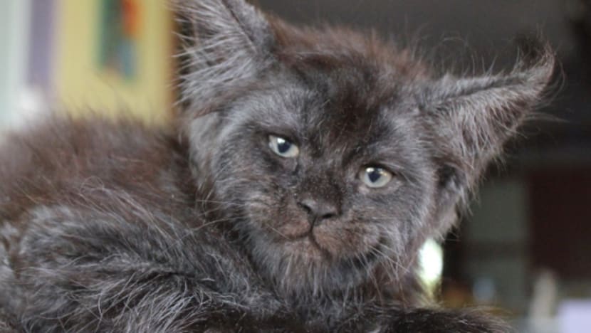 Kucing ini berwajah manusia Kucing ini berwajah manusia