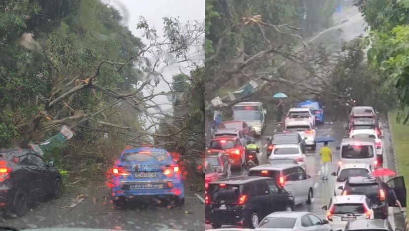 Fallen tree on Nicoll Highway: Two of three blocked lanes reopened, bus services back to normal