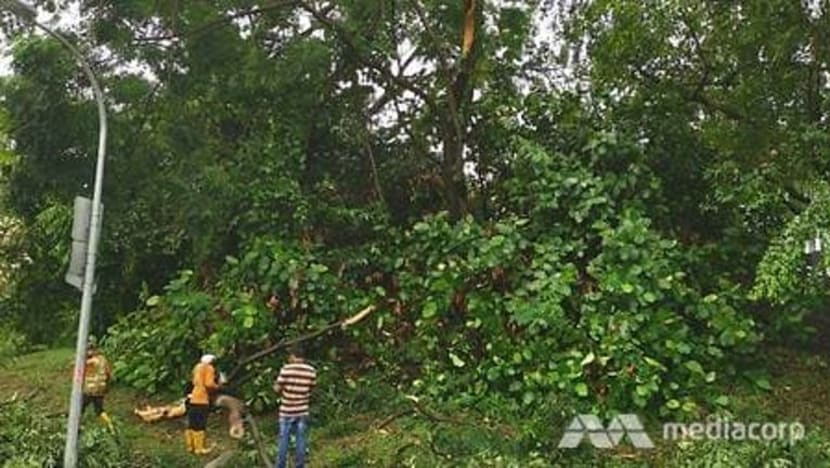 Beberapa batang pokok tumbang akibat angin kencang, hujan lebat