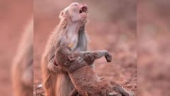 Related article image