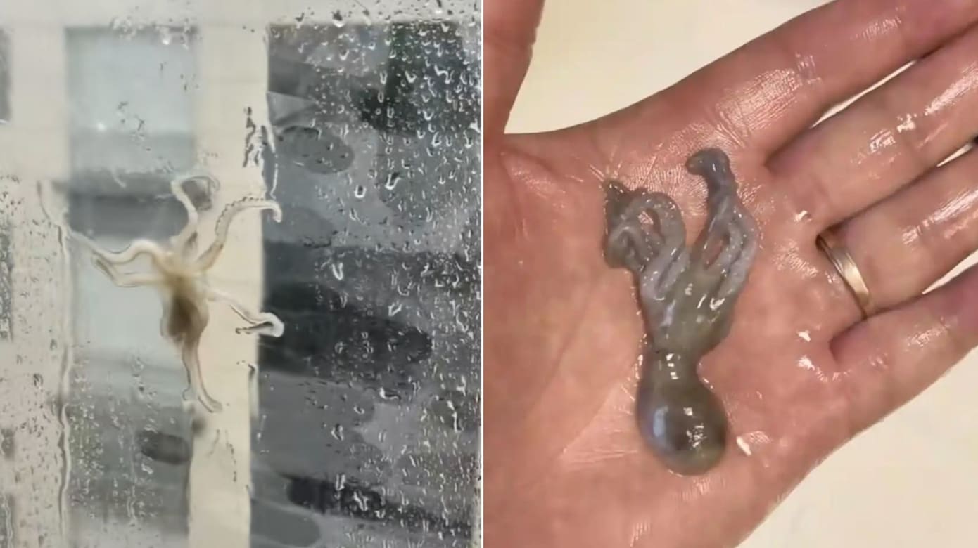 “白海豚”把海鲜吹到四楼窗户 屋主做了这样一个决定