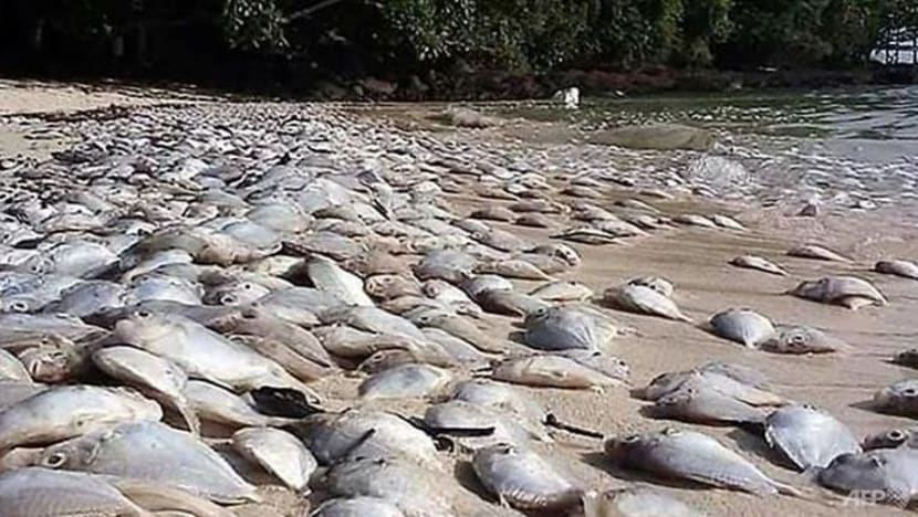Bangkai ikan busuk kotori pantai peranginan Thai