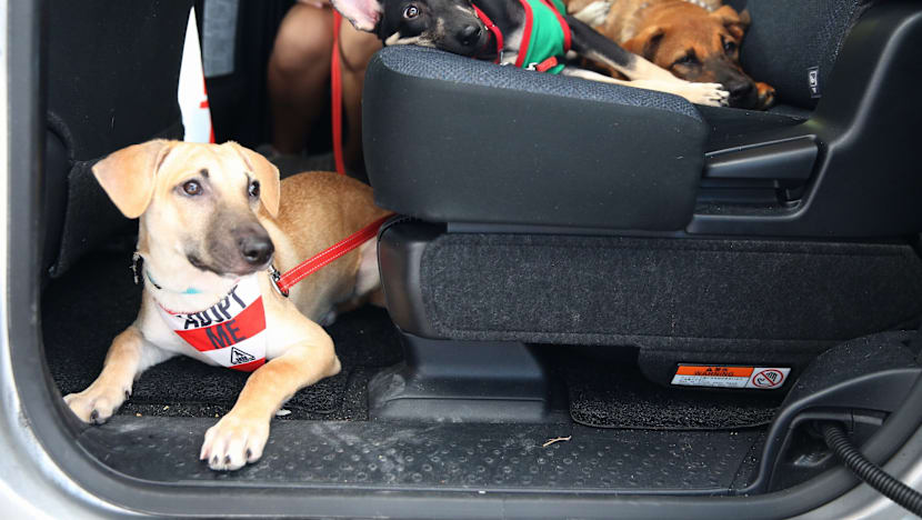 SOSD hopes UberPUPPIES will dispel misconceptions about street dogs