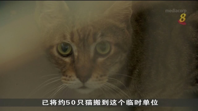 林厝港一带土地收回 动物福利团体无法在最后期限搬离