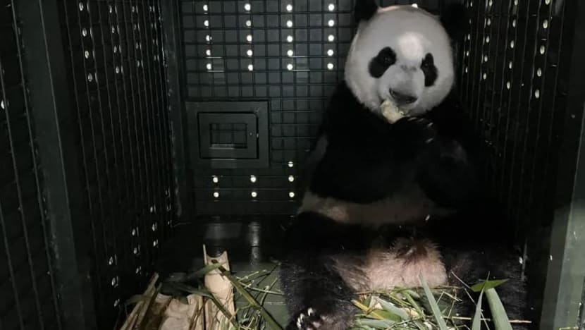 Anak beruang panda gergasi Le Le tiba di China, kini jalani kuarantin Anak beruang panda gergasi Le Le tiba di China, kini jalani kuarantin
