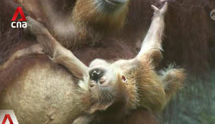 Singapore Zoo welcomes baby orangutan born via artificial insemination 