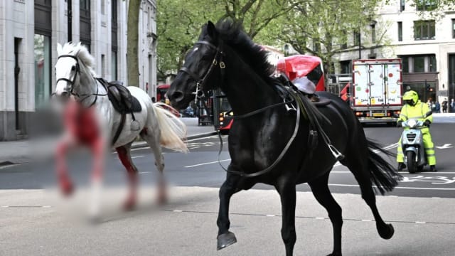 浴血狂奔伤四人 英国两匹战马情况严重