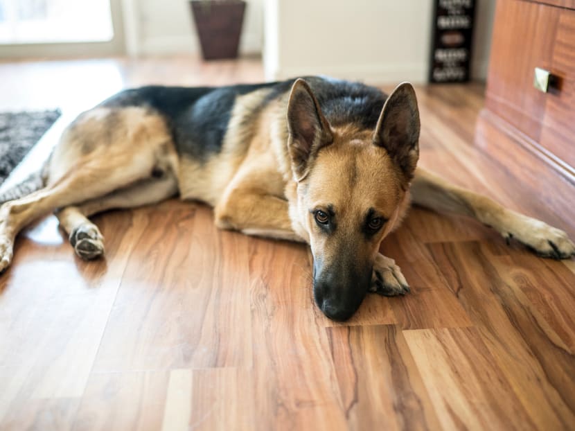 It is 'very likely' the two positive canine cases are examples of human-to-animal transmission, says virologist.